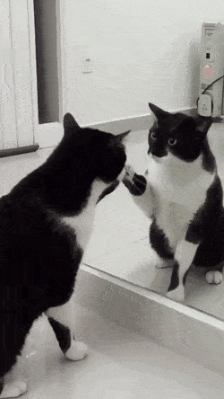 「ネコ好きは無神論者」「神に求めるものをネコで代用している」という研究結果