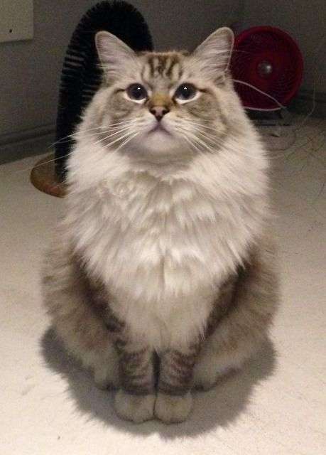 「ネコ好きは無神論者」「神に求めるものをネコで代用している」という研究結果