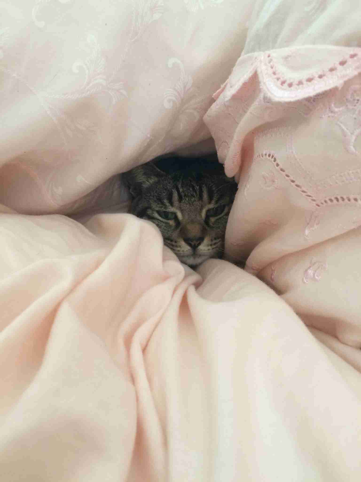 「ネコ好きは無神論者」「神に求めるものをネコで代用している」という研究結果