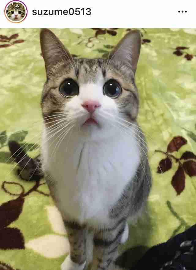 「ネコ好きは無神論者」「神に求めるものをネコで代用している」という研究結果