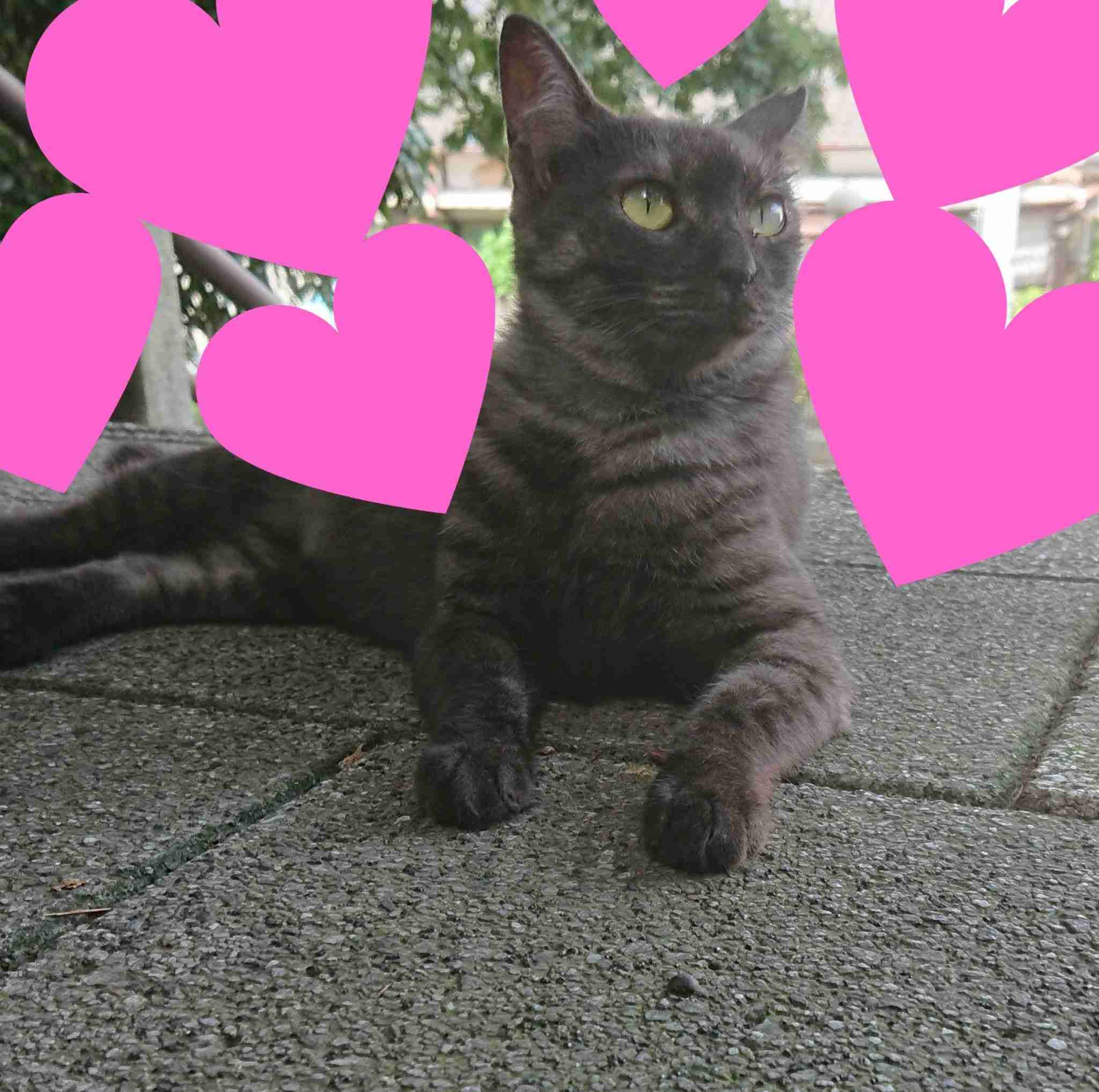 「ネコ好きは無神論者」「神に求めるものをネコで代用している」という研究結果