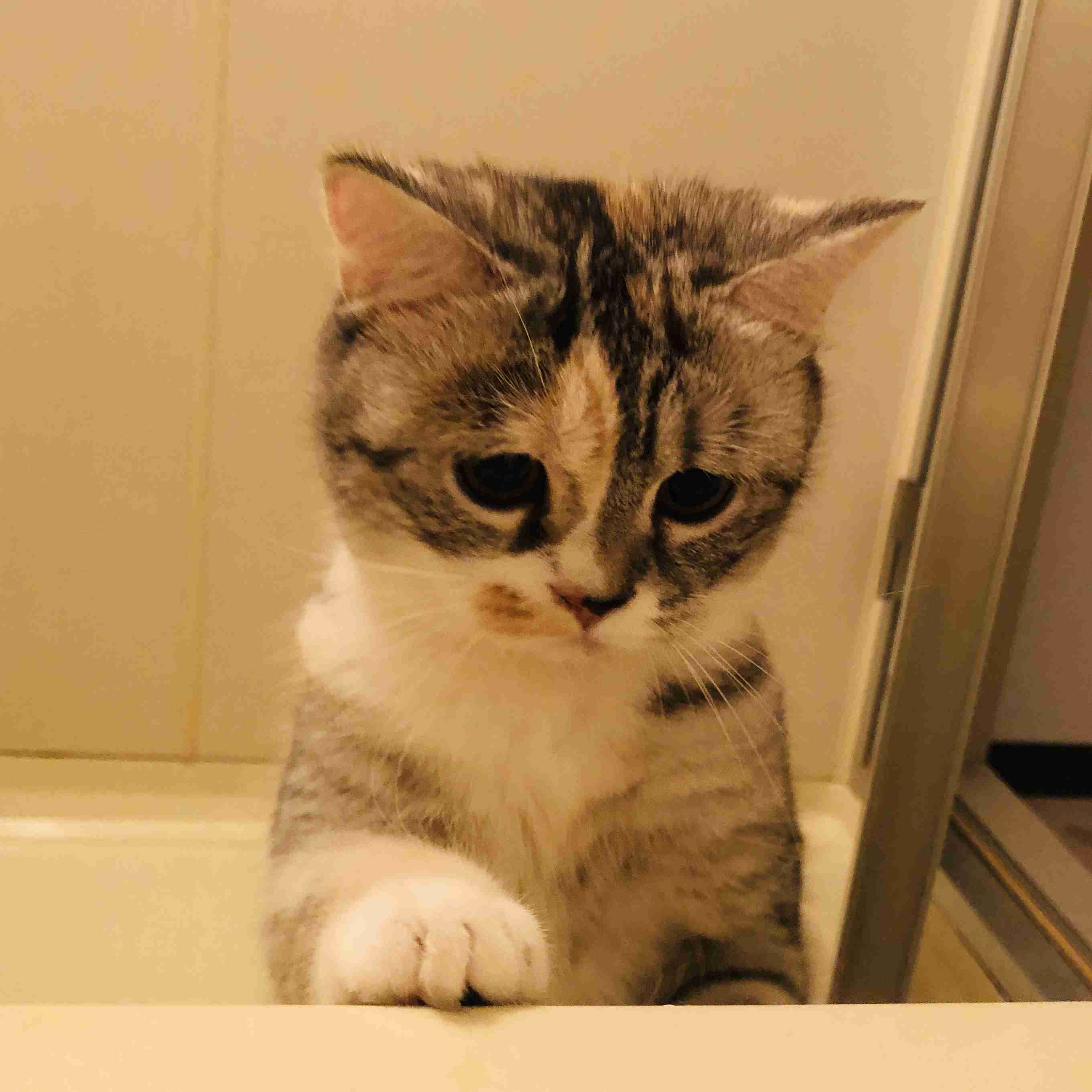 「ネコ好きは無神論者」「神に求めるものをネコで代用している」という研究結果