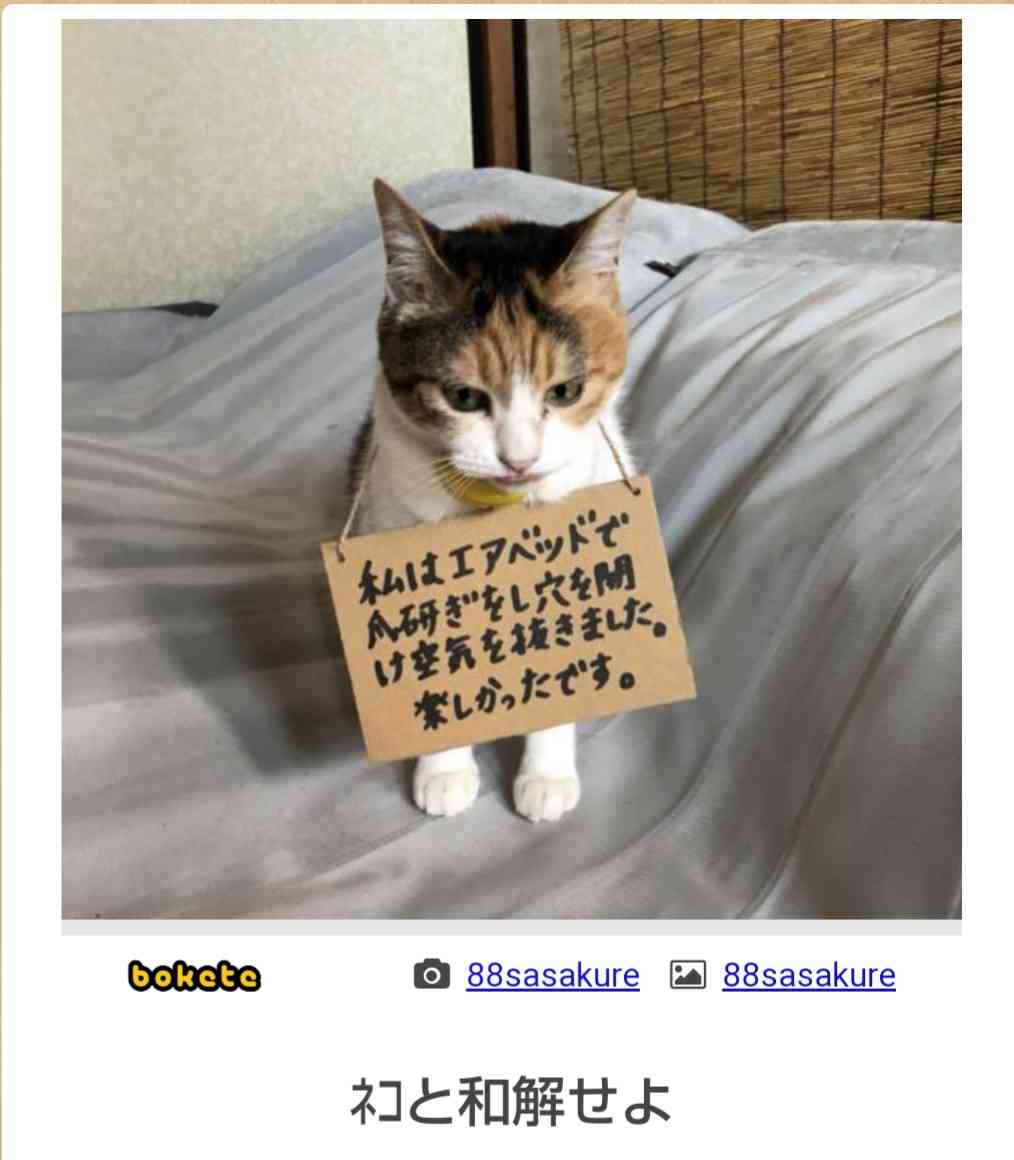 「ネコ好きは無神論者」「神に求めるものをネコで代用している」という研究結果