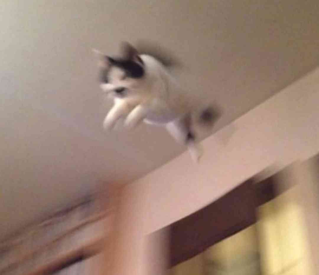 「ネコ好きは無神論者」「神に求めるものをネコで代用している」という研究結果