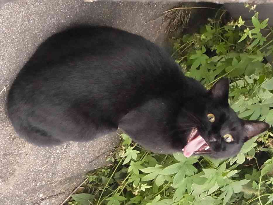 「ネコ好きは無神論者」「神に求めるものをネコで代用している」という研究結果