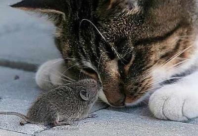 「ネコ好きは無神論者」「神に求めるものをネコで代用している」という研究結果