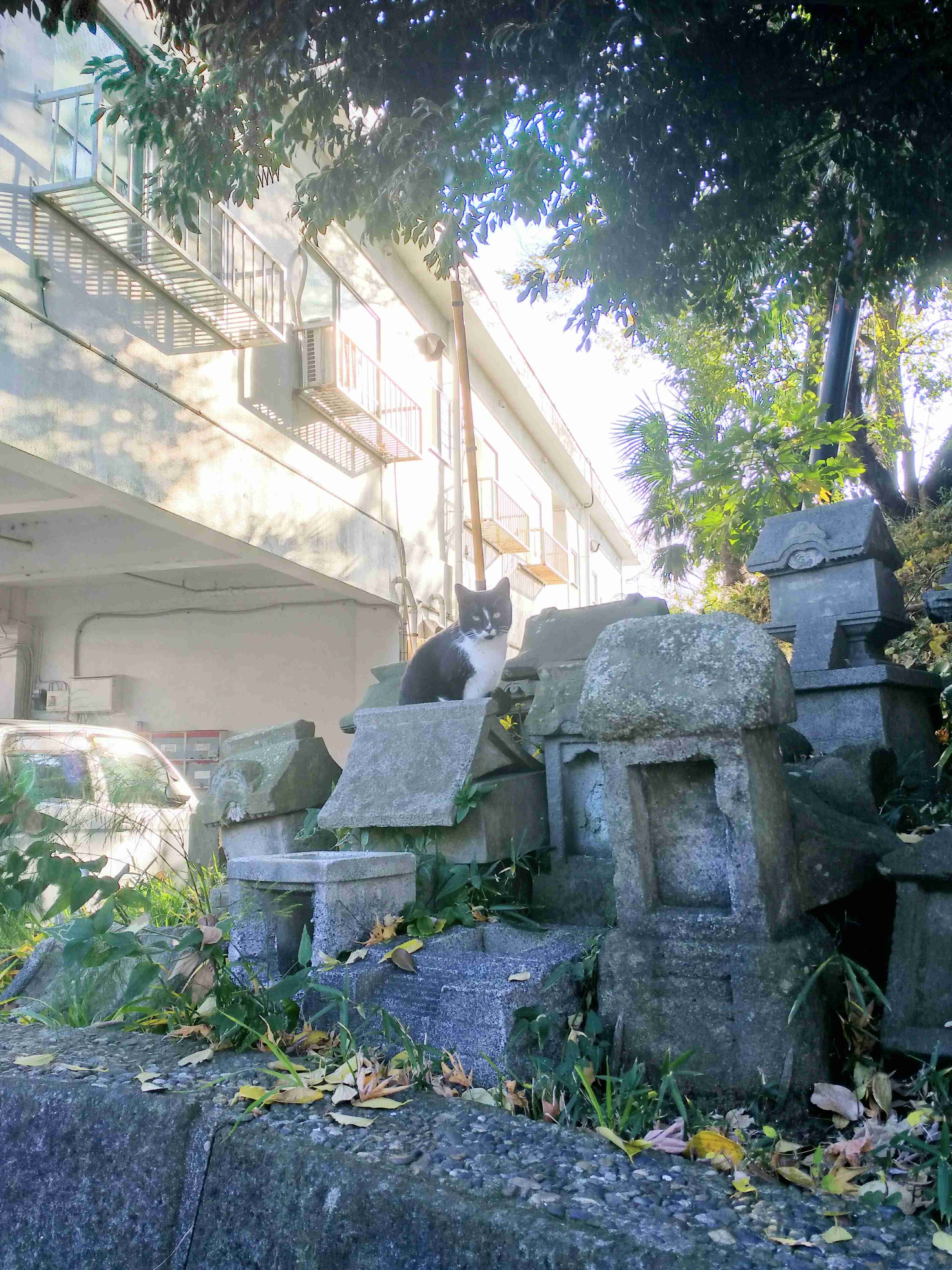 「ネコ好きは無神論者」「神に求めるものをネコで代用している」という研究結果