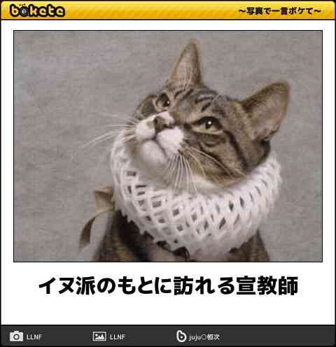 「ネコ好きは無神論者」「神に求めるものをネコで代用している」という研究結果