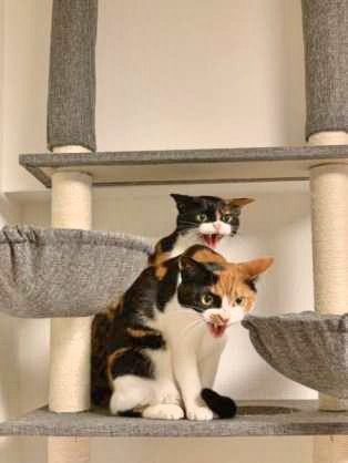 「ネコ好きは無神論者」「神に求めるものをネコで代用している」という研究結果