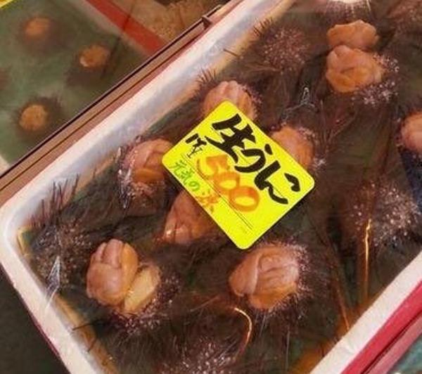 キャベツを取り合うウニたちに300万再生の反響、海荒らす邪魔者が“カワイイ”人気者に