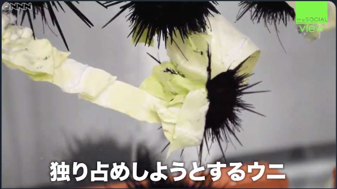 キャベツを取り合うウニたちに300万再生の反響、海荒らす邪魔者が“カワイイ”人気者に