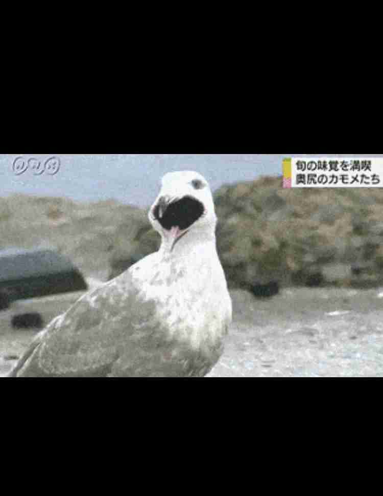 キャベツを取り合うウニたちに300万再生の反響 海荒らす邪魔者が カワイイ 人気者に ガールズちゃんねる Girls Channel