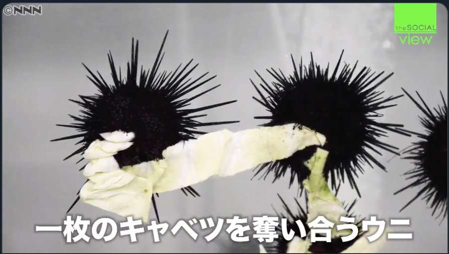 キャベツを取り合うウニたちに300万再生の反響、海荒らす邪魔者が“カワイイ”人気者に
