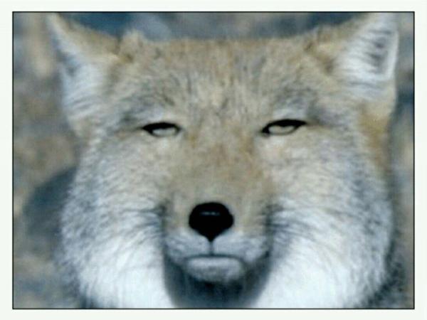 お嬢様言葉で貧乏あるあるを話そう。