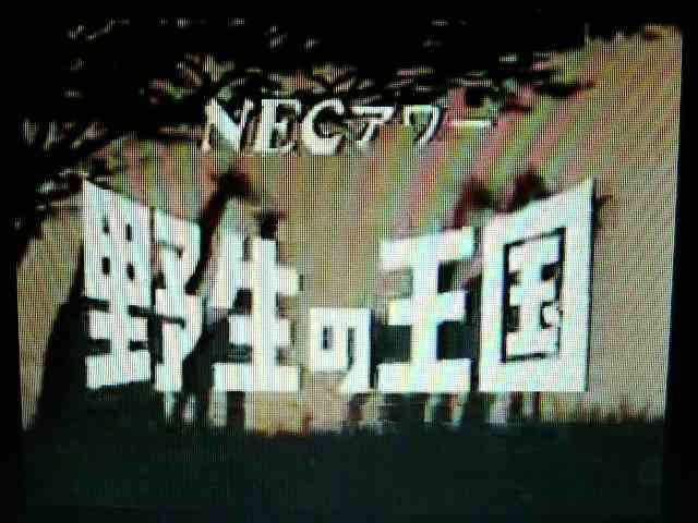 この番組リアルタイムで観てたらプラス