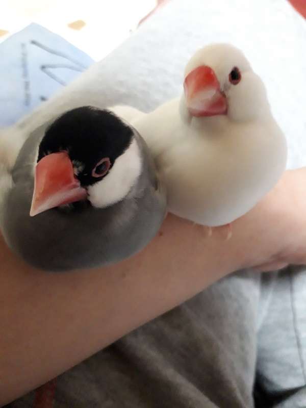 《身バレしない程度に》お宅の愛鳥さん見せてください!