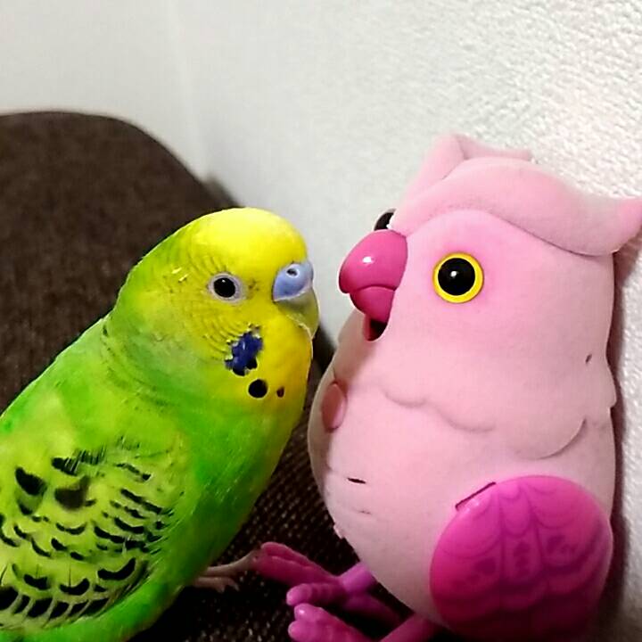 《身バレしない程度に》お宅の愛鳥さん見せてください!