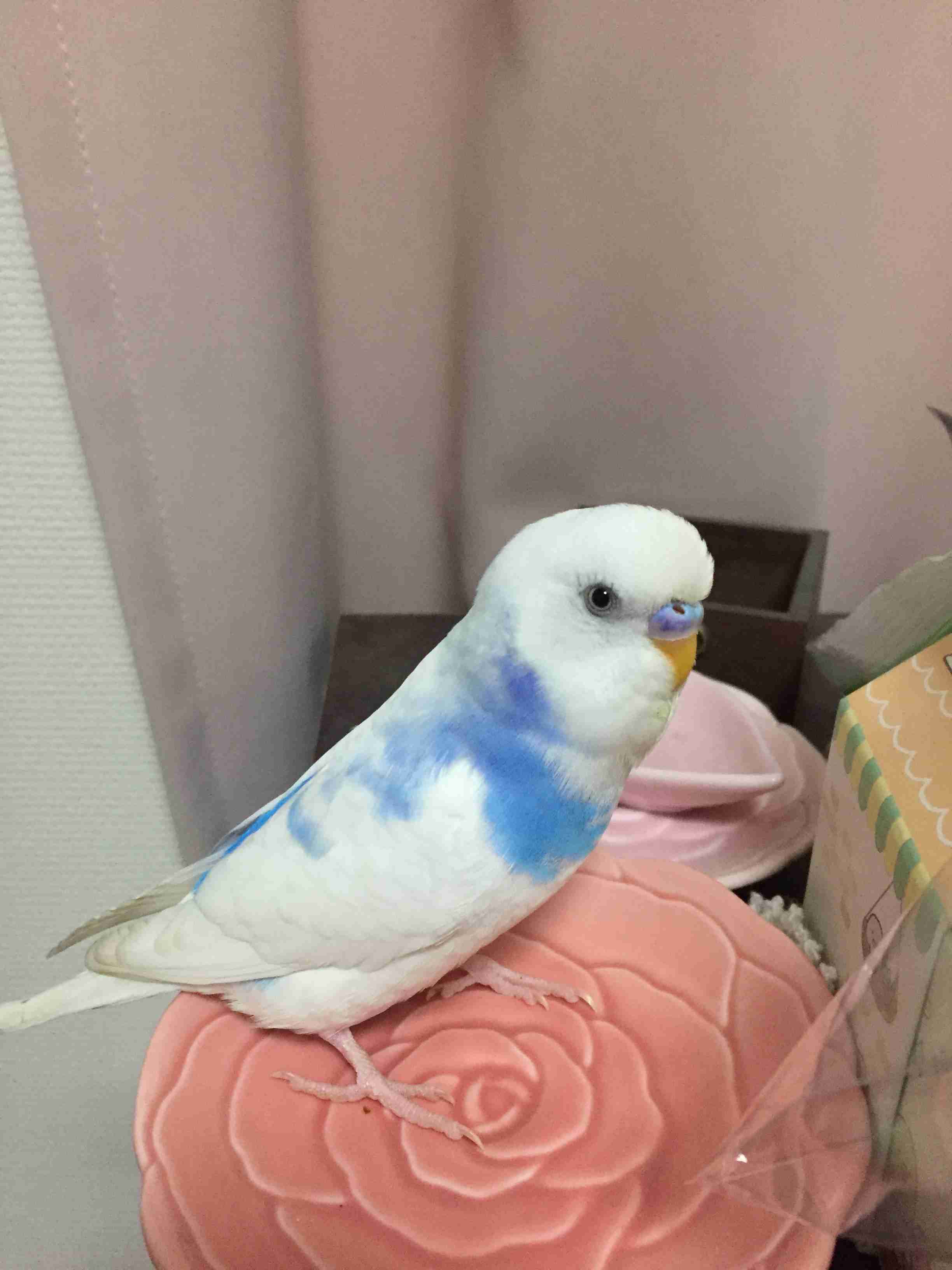 《身バレしない程度に》お宅の愛鳥さん見せてください!