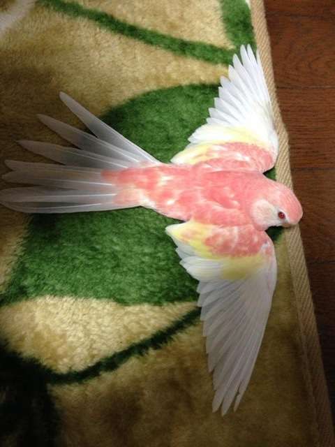 《身バレしない程度に》お宅の愛鳥さん見せてください!