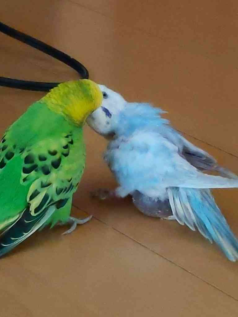 《身バレしない程度に》お宅の愛鳥さん見せてください!