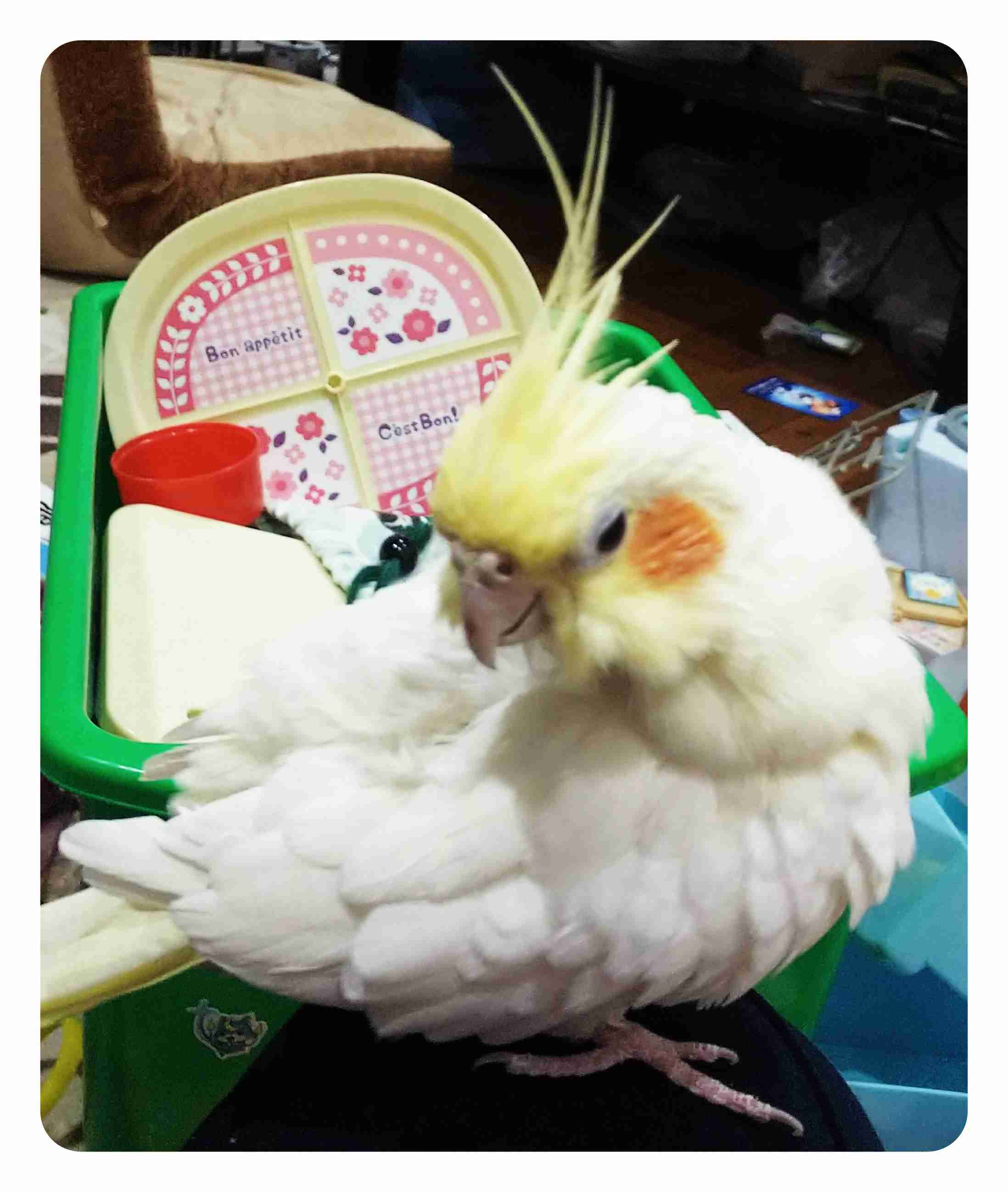《身バレしない程度に》お宅の愛鳥さん見せてください!