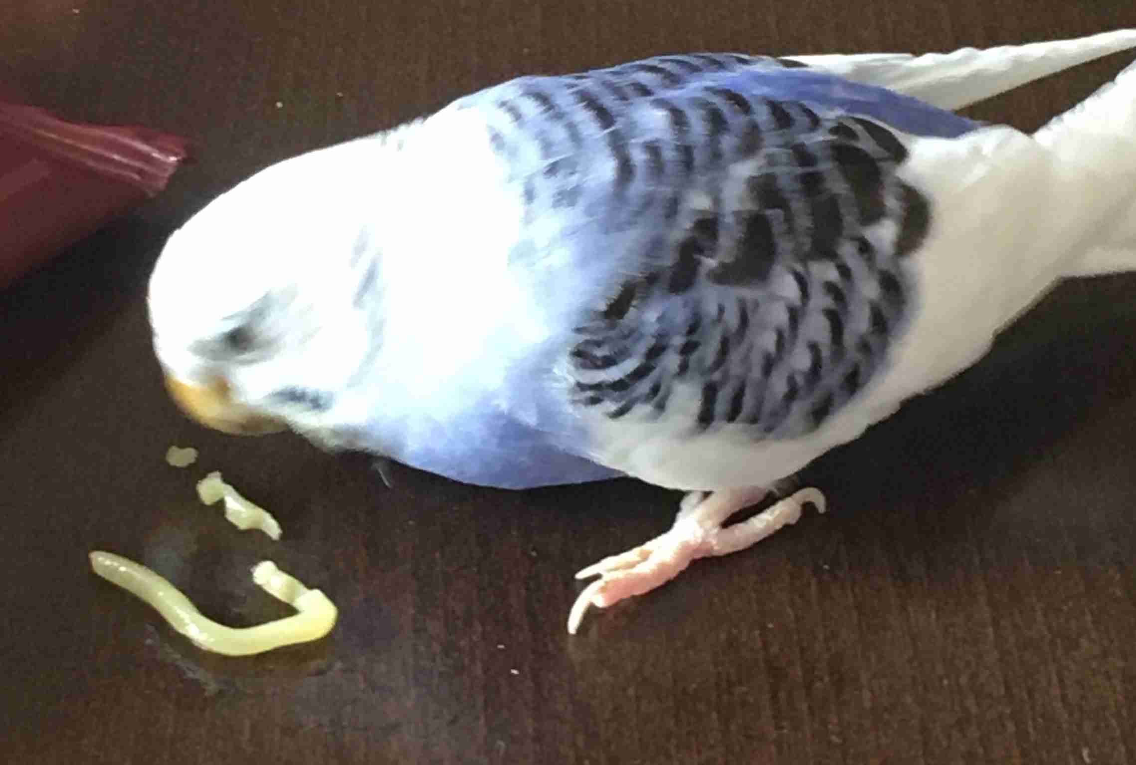 《身バレしない程度に》お宅の愛鳥さん見せてください!