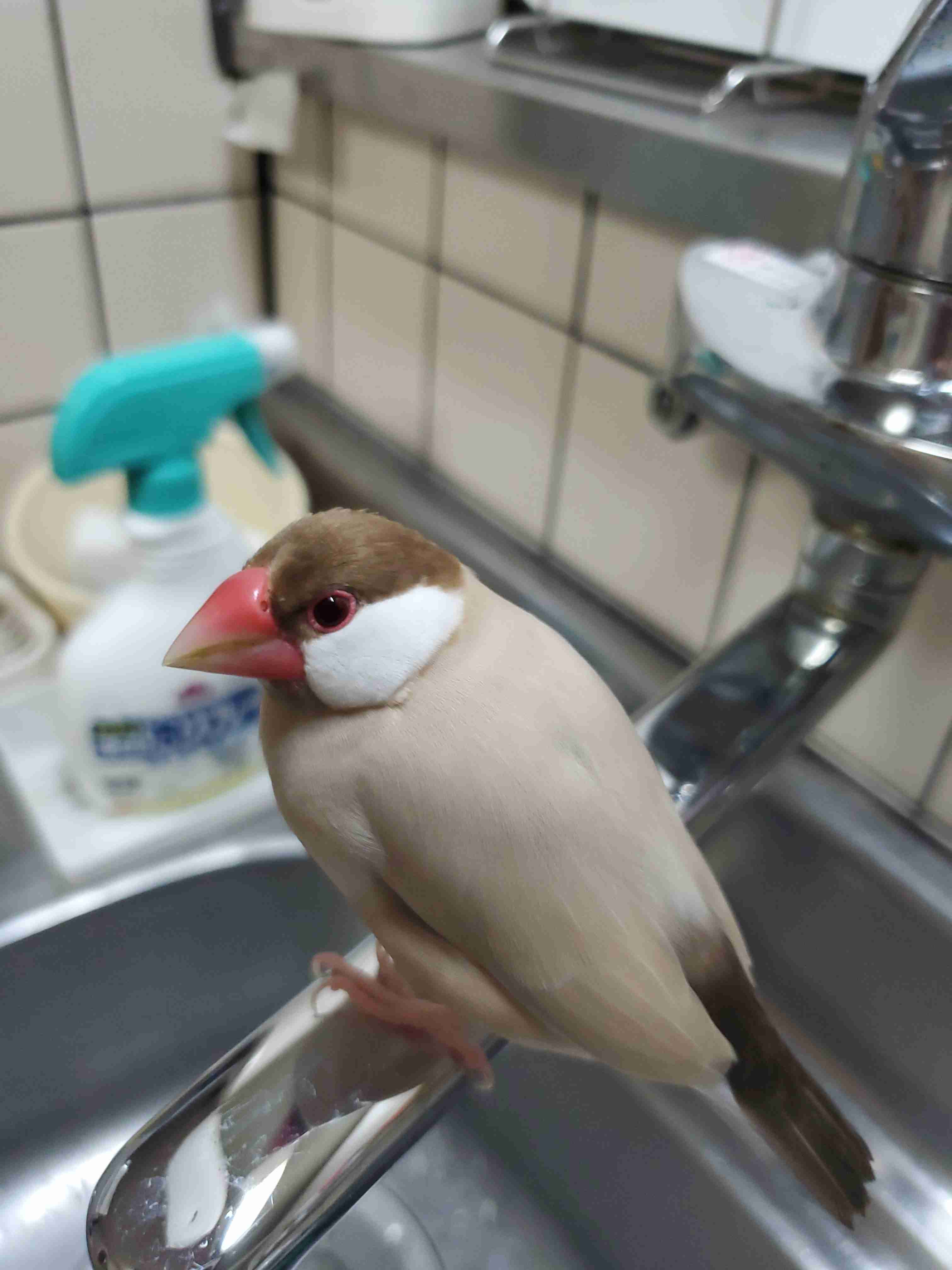 《身バレしない程度に》お宅の愛鳥さん見せてください!