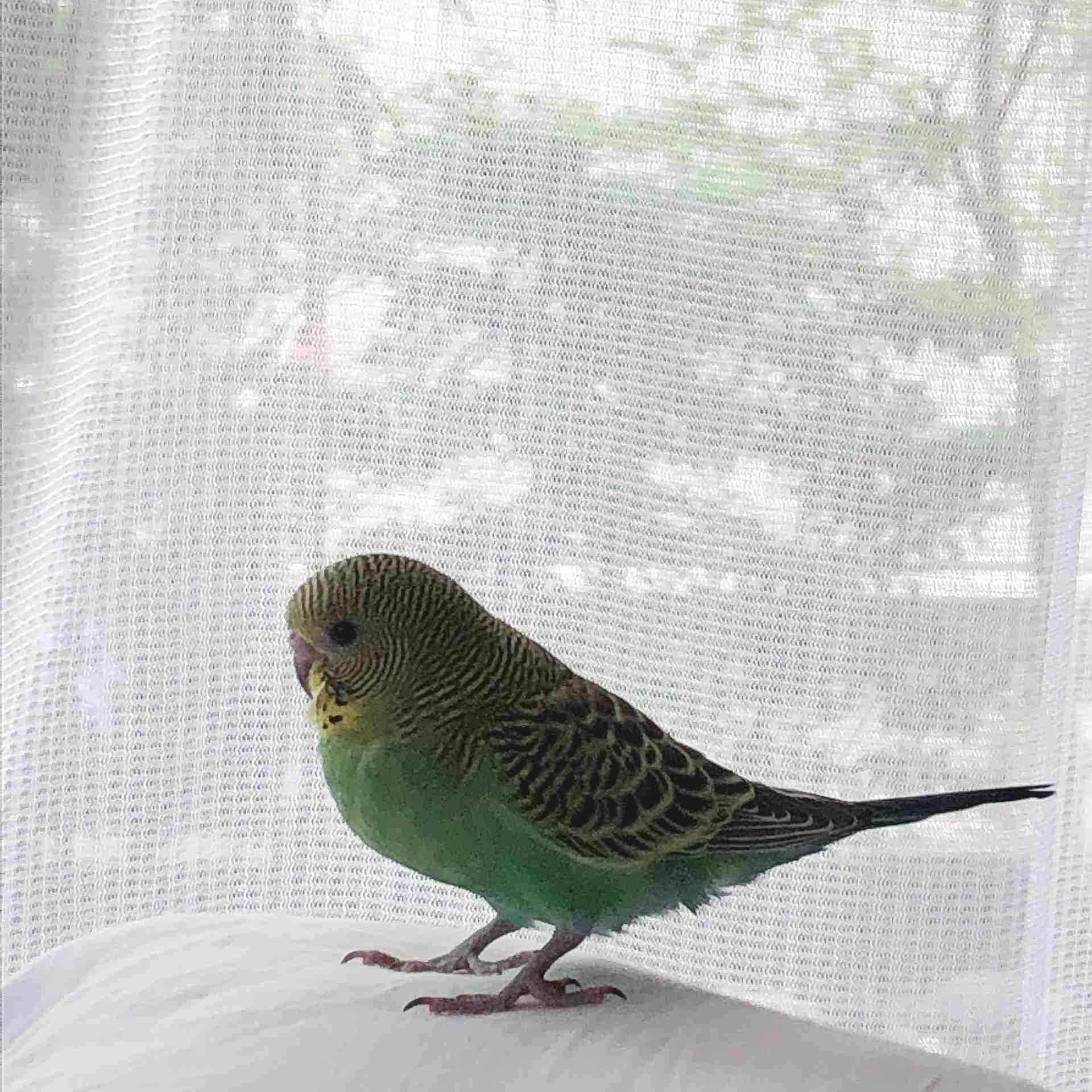 《身バレしない程度に》お宅の愛鳥さん見せてください!