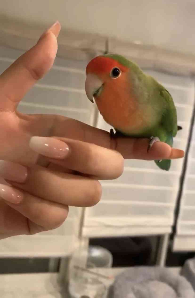 《身バレしない程度に》お宅の愛鳥さん見せてください!