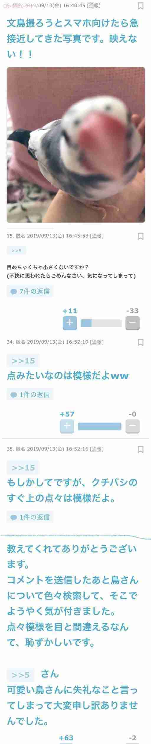 《身バレしない程度に》お宅の愛鳥さん見せてください!