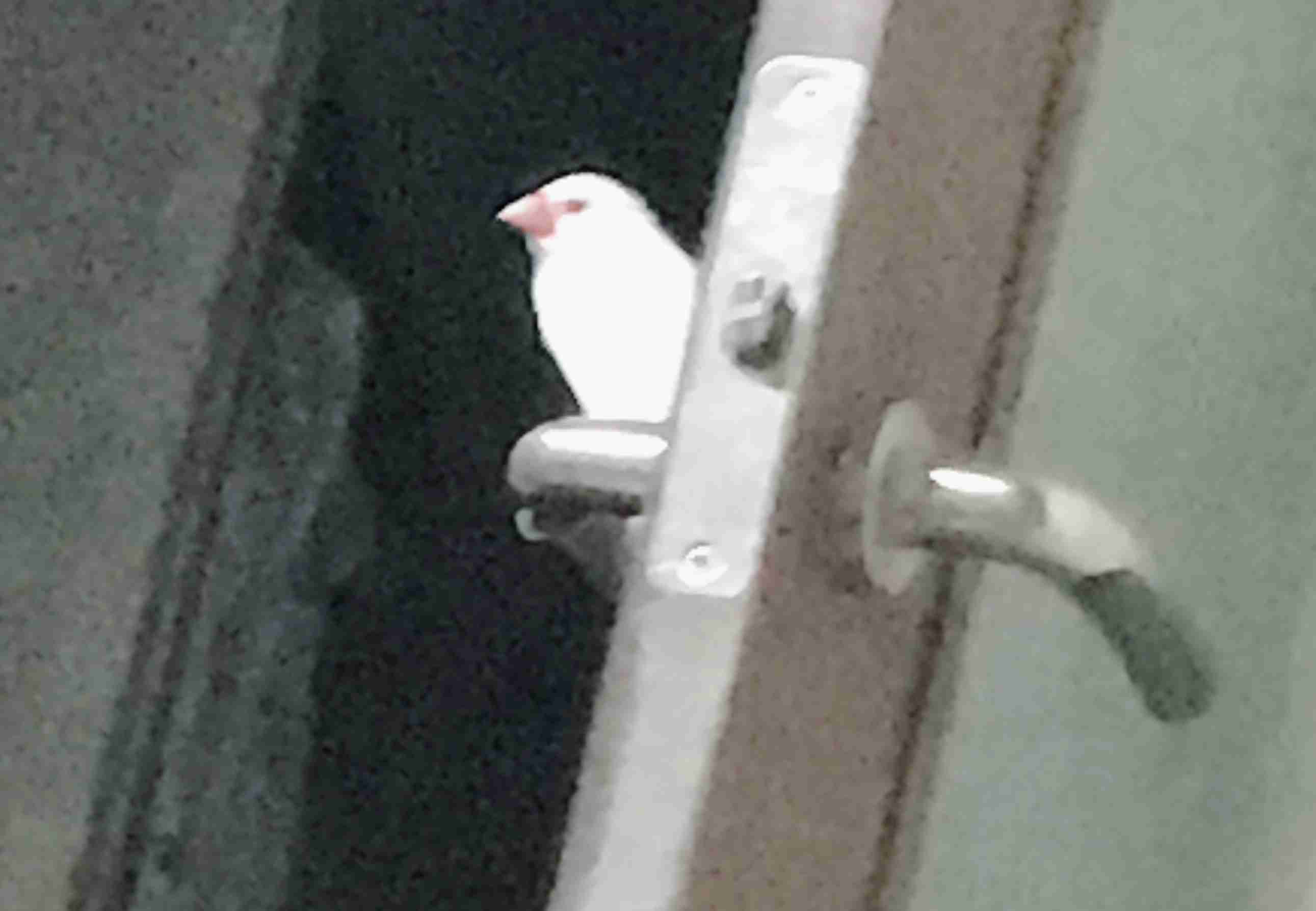 《身バレしない程度に》お宅の愛鳥さん見せてください!
