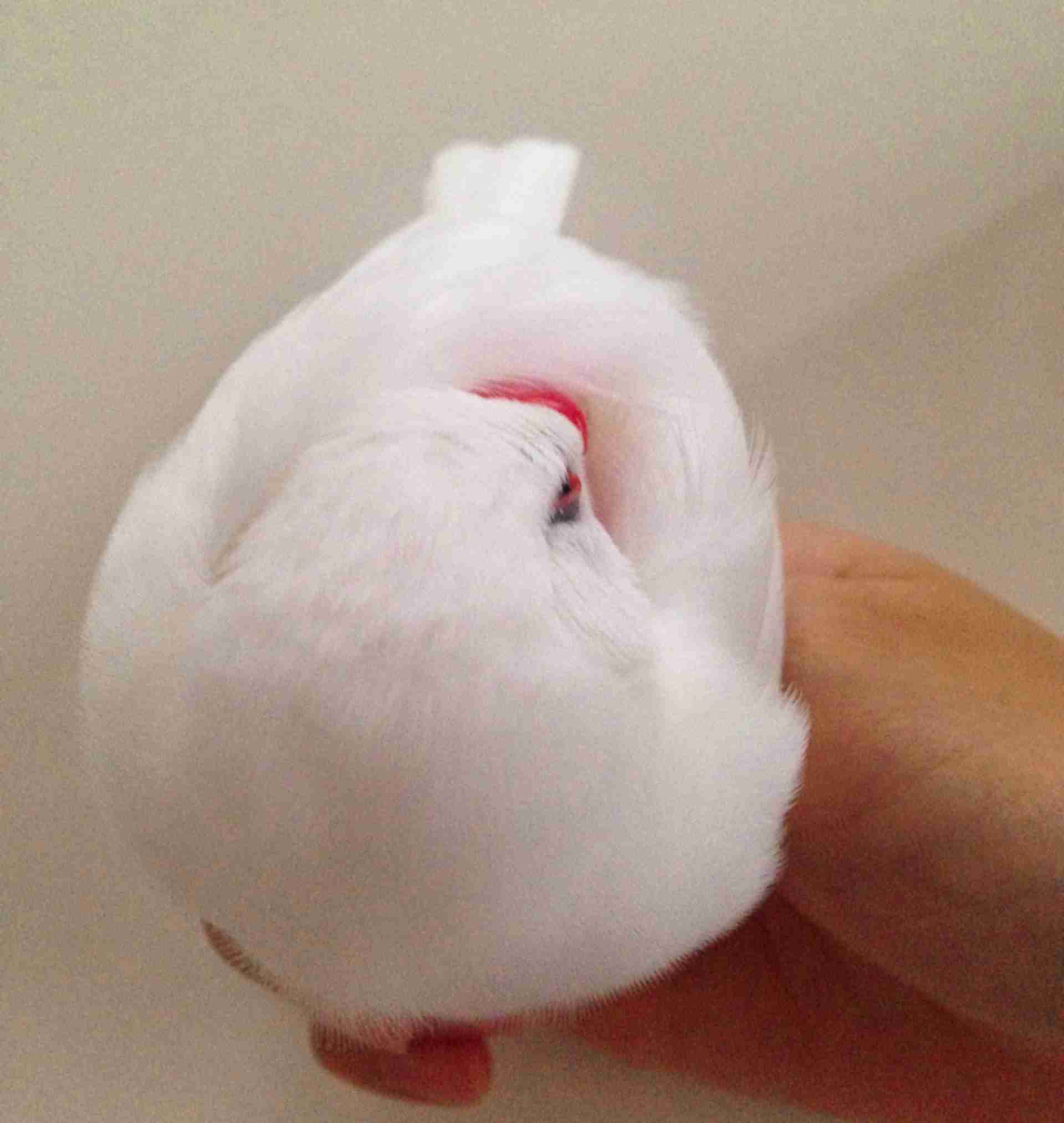 《身バレしない程度に》お宅の愛鳥さん見せてください!