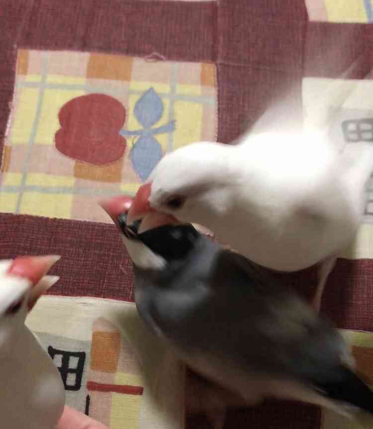 《身バレしない程度に》お宅の愛鳥さん見せてください!