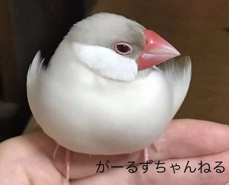 《身バレしない程度に》お宅の愛鳥さん見せてください!