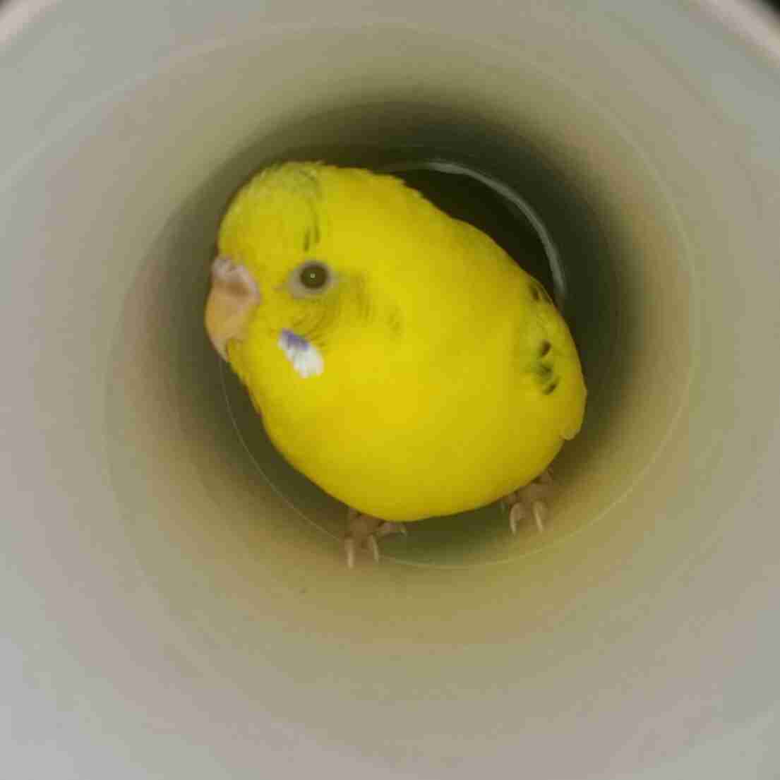 《身バレしない程度に》お宅の愛鳥さん見せてください!