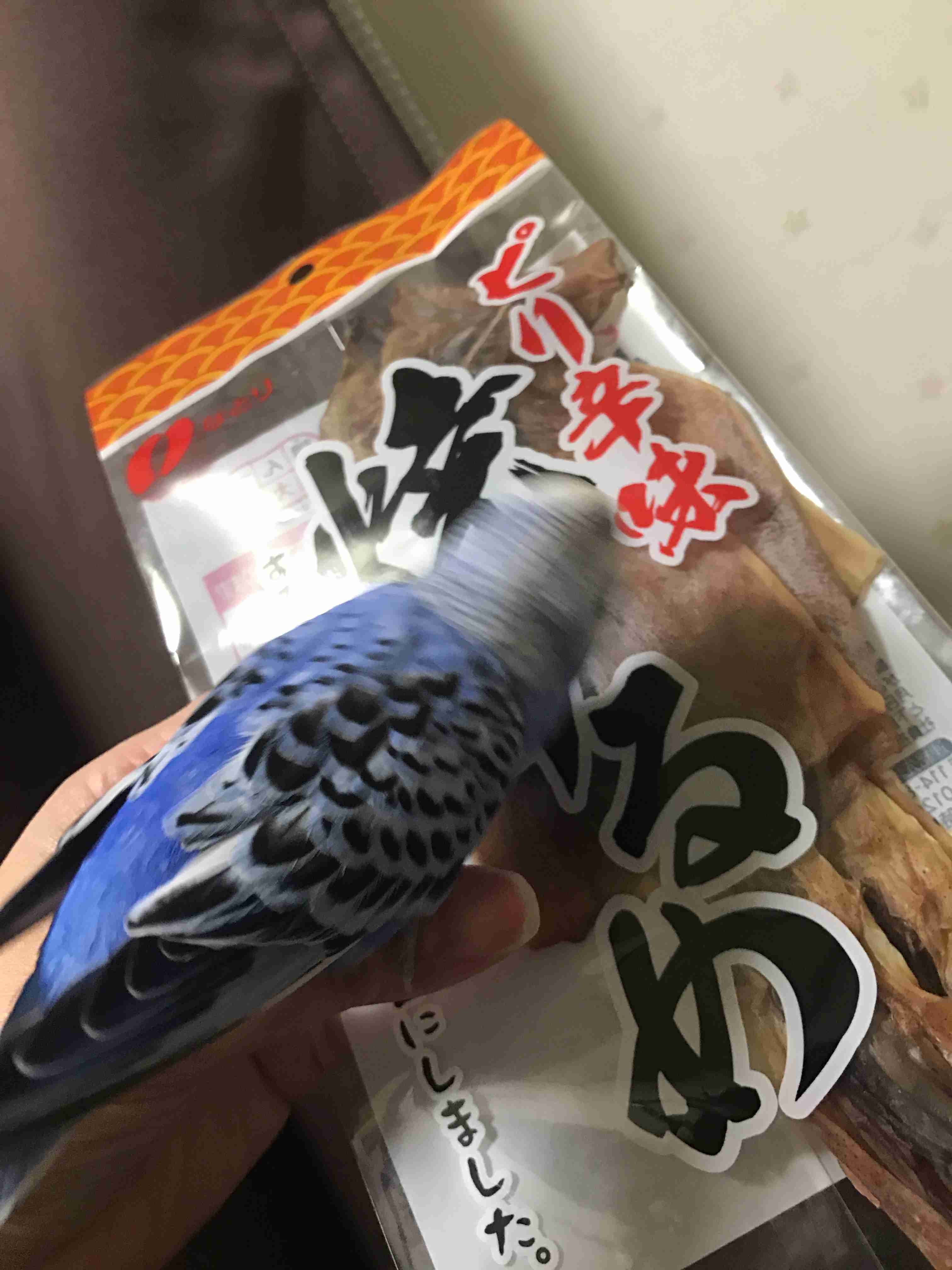 《身バレしない程度に》お宅の愛鳥さん見せてください!