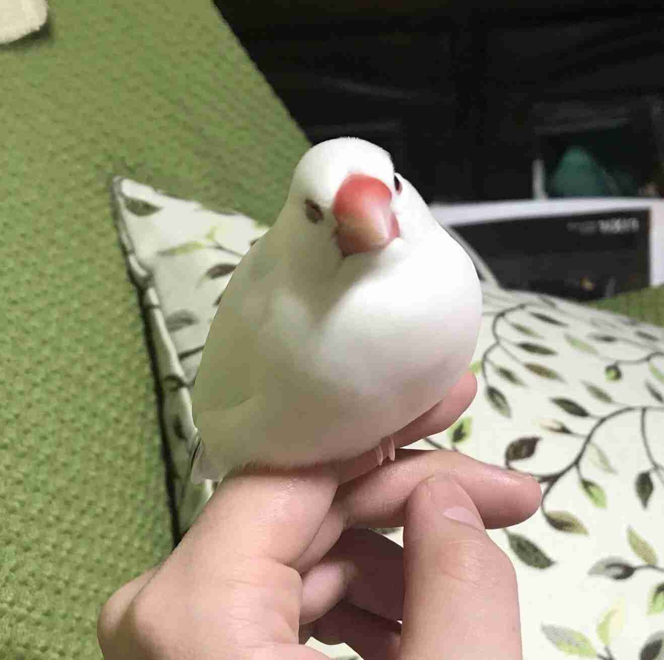 《身バレしない程度に》お宅の愛鳥さん見せてください!