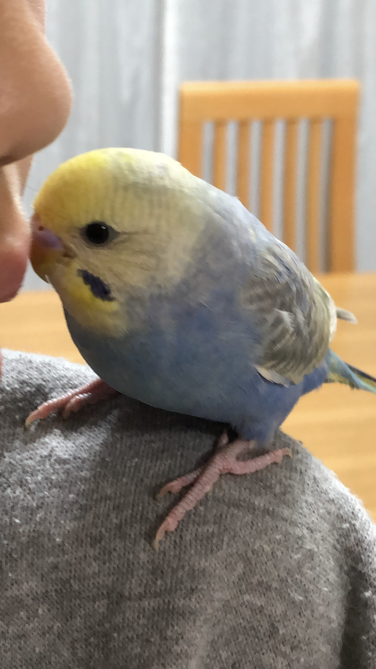 《身バレしない程度に》お宅の愛鳥さん見せてください!