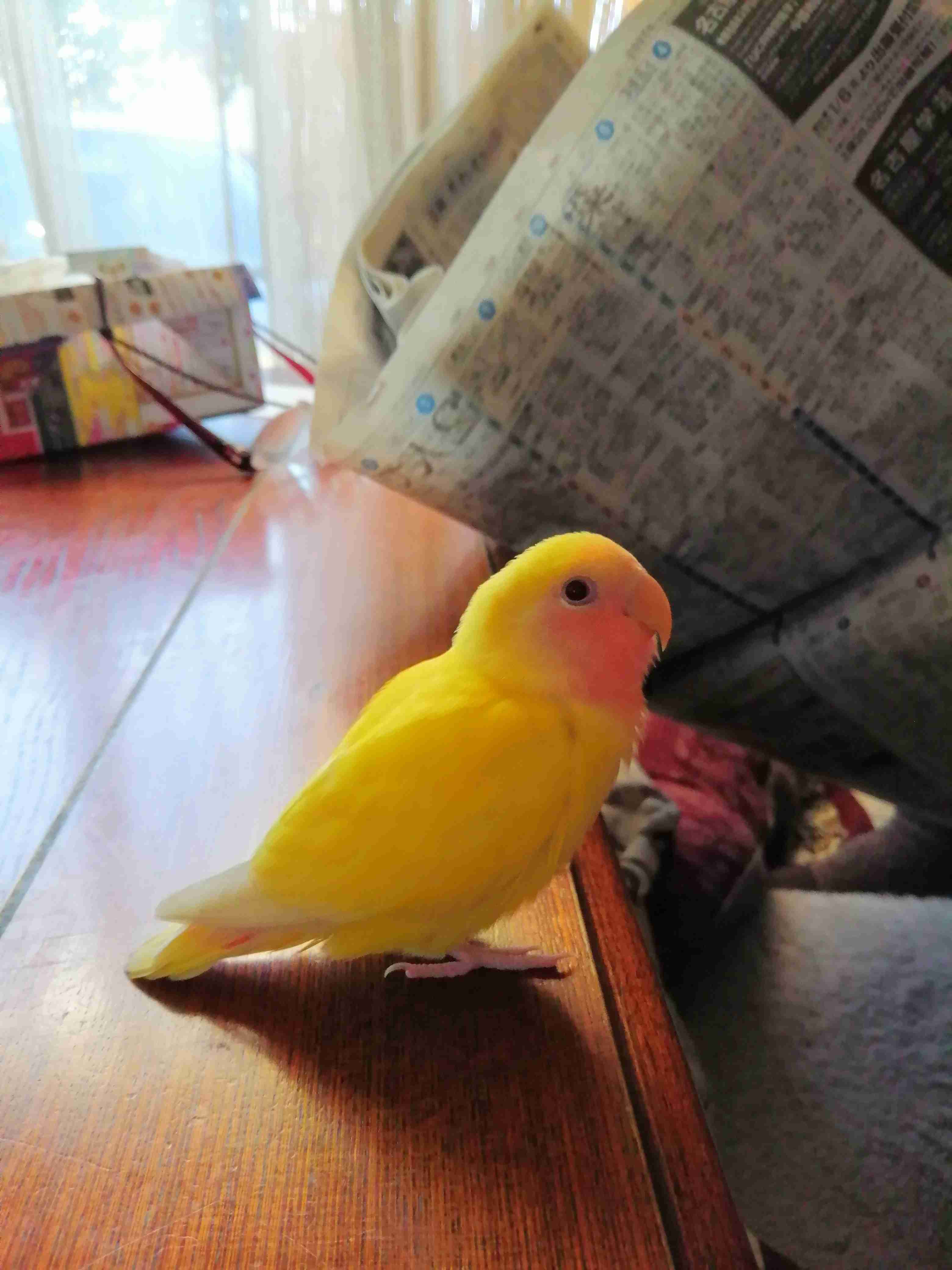 《身バレしない程度に》お宅の愛鳥さん見せてください!