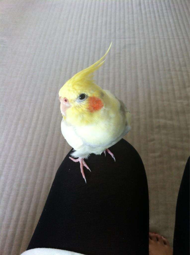 《身バレしない程度に》お宅の愛鳥さん見せてください!