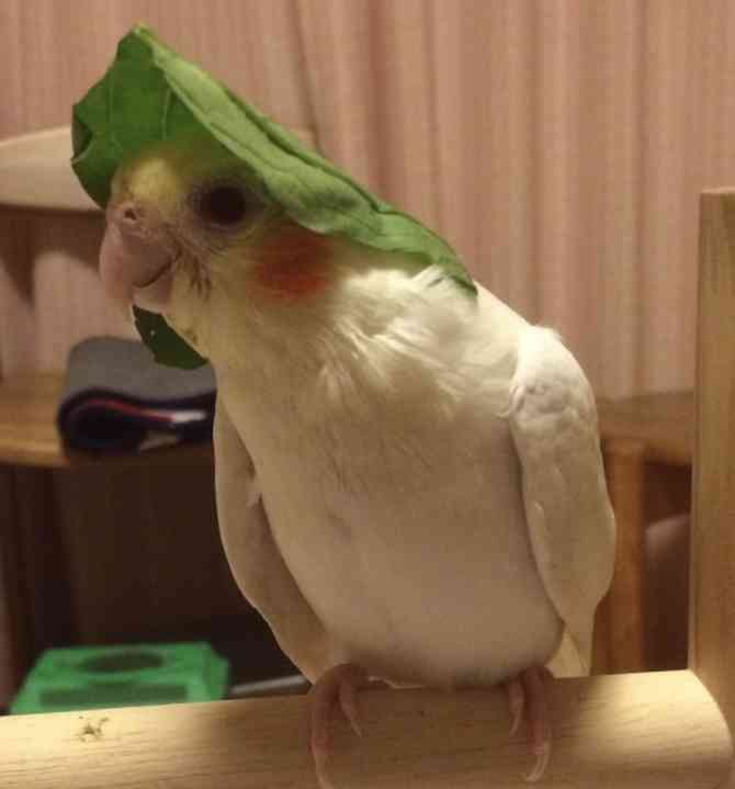 《身バレしない程度に》お宅の愛鳥さん見せてください!