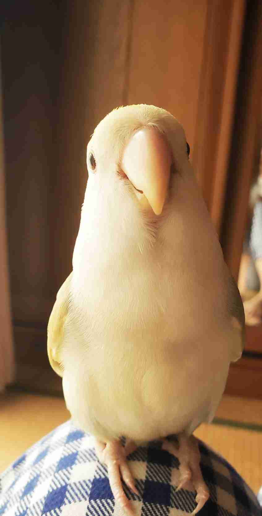 《身バレしない程度に》お宅の愛鳥さん見せてください!