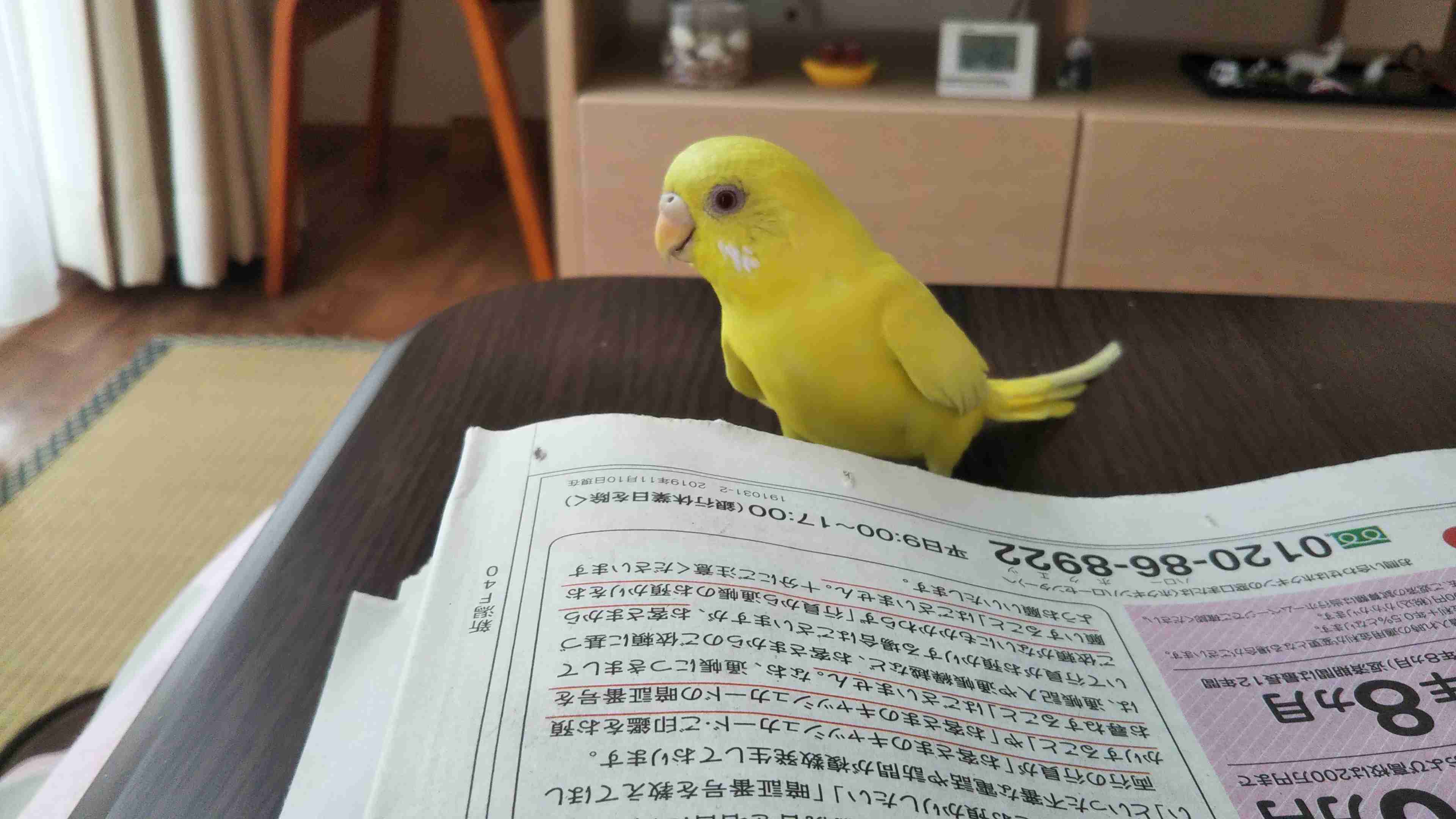 《身バレしない程度に》お宅の愛鳥さん見せてください!