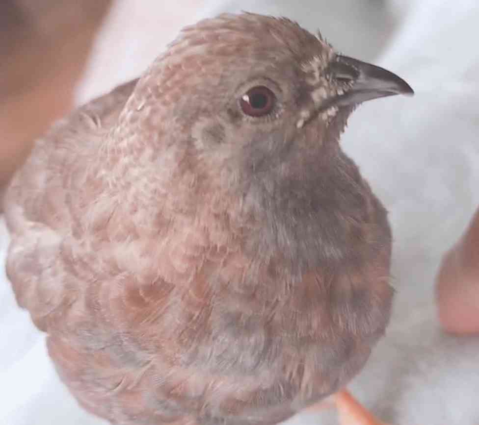 《身バレしない程度に》お宅の愛鳥さん見せてください!
