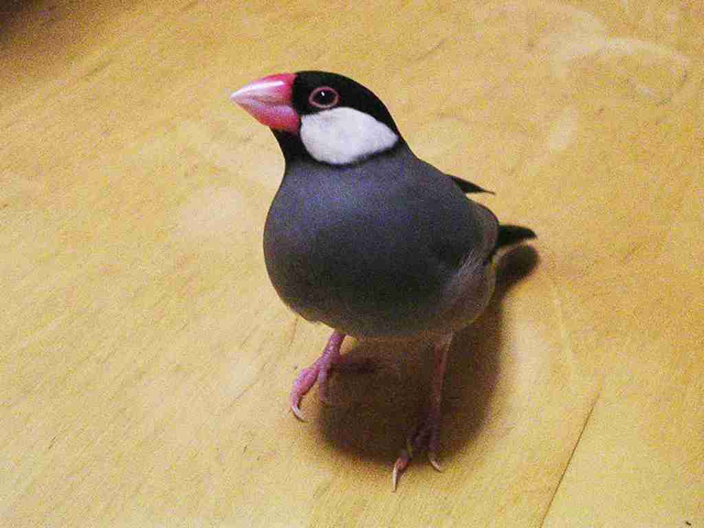 《身バレしない程度に》お宅の愛鳥さん見せてください!
