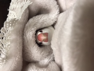 《身バレしない程度に》お宅の愛鳥さん見せてください!