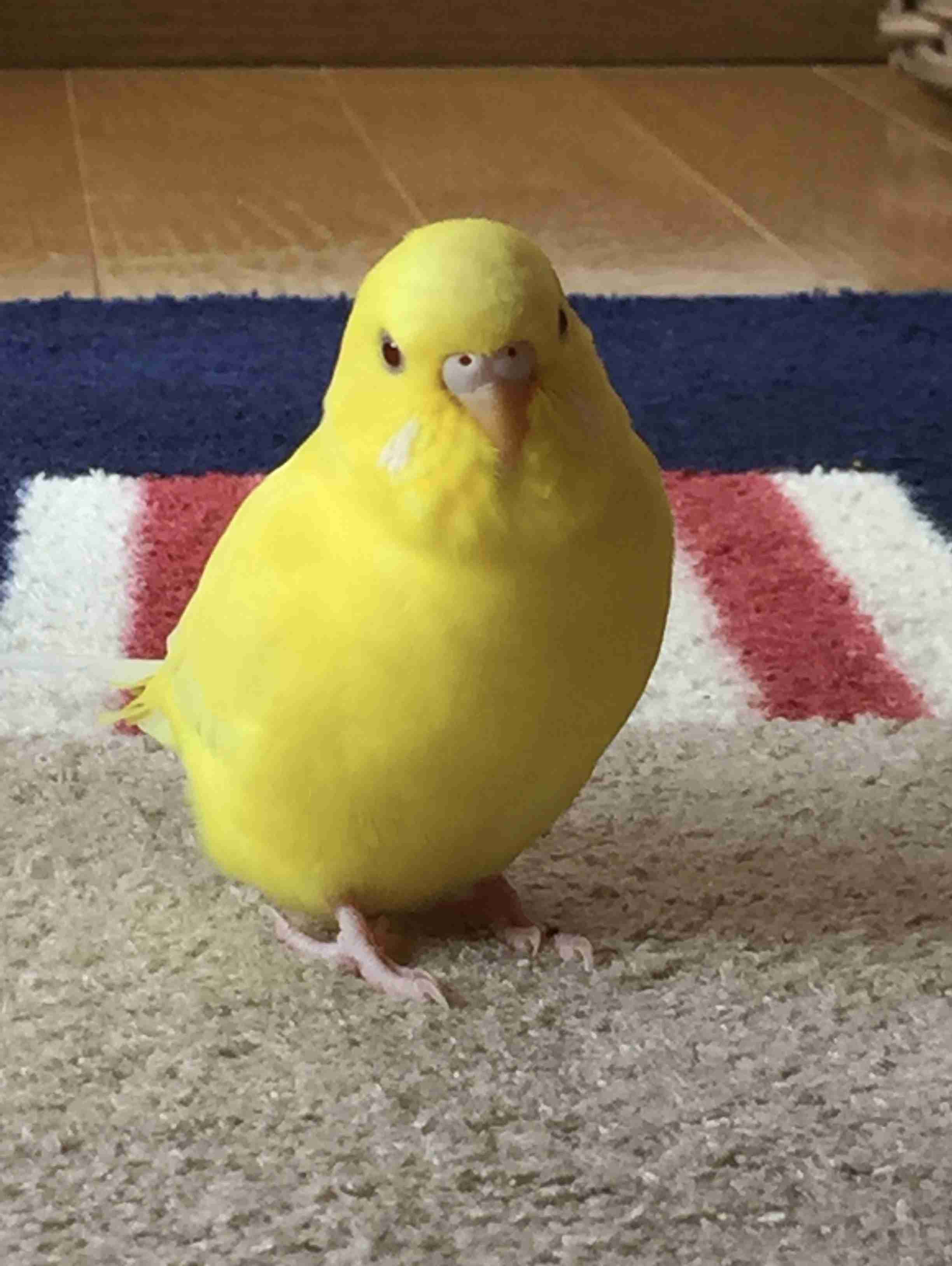 《身バレしない程度に》お宅の愛鳥さん見せてください!