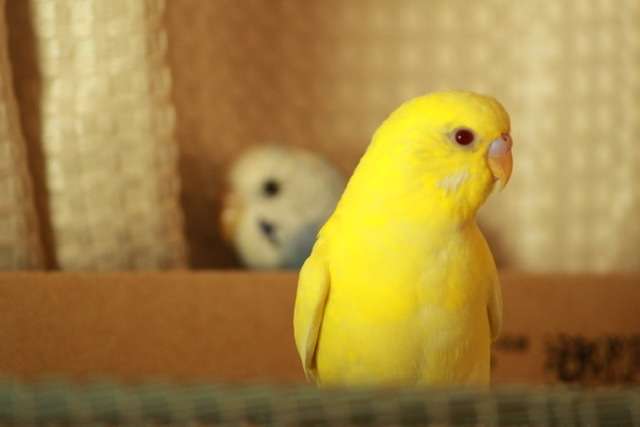 《身バレしない程度に》お宅の愛鳥さん見せてください!