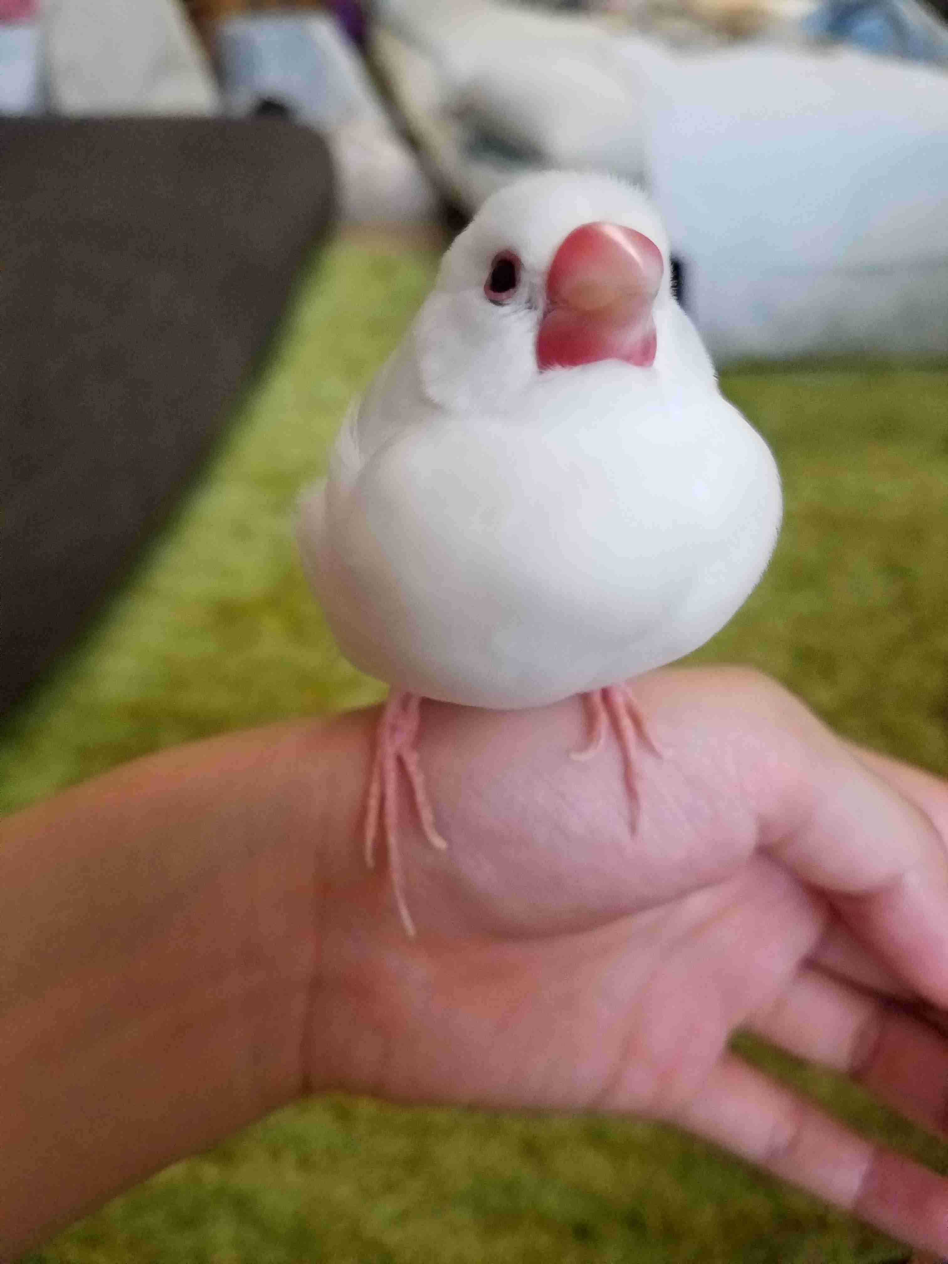 《身バレしない程度に》お宅の愛鳥さん見せてください!