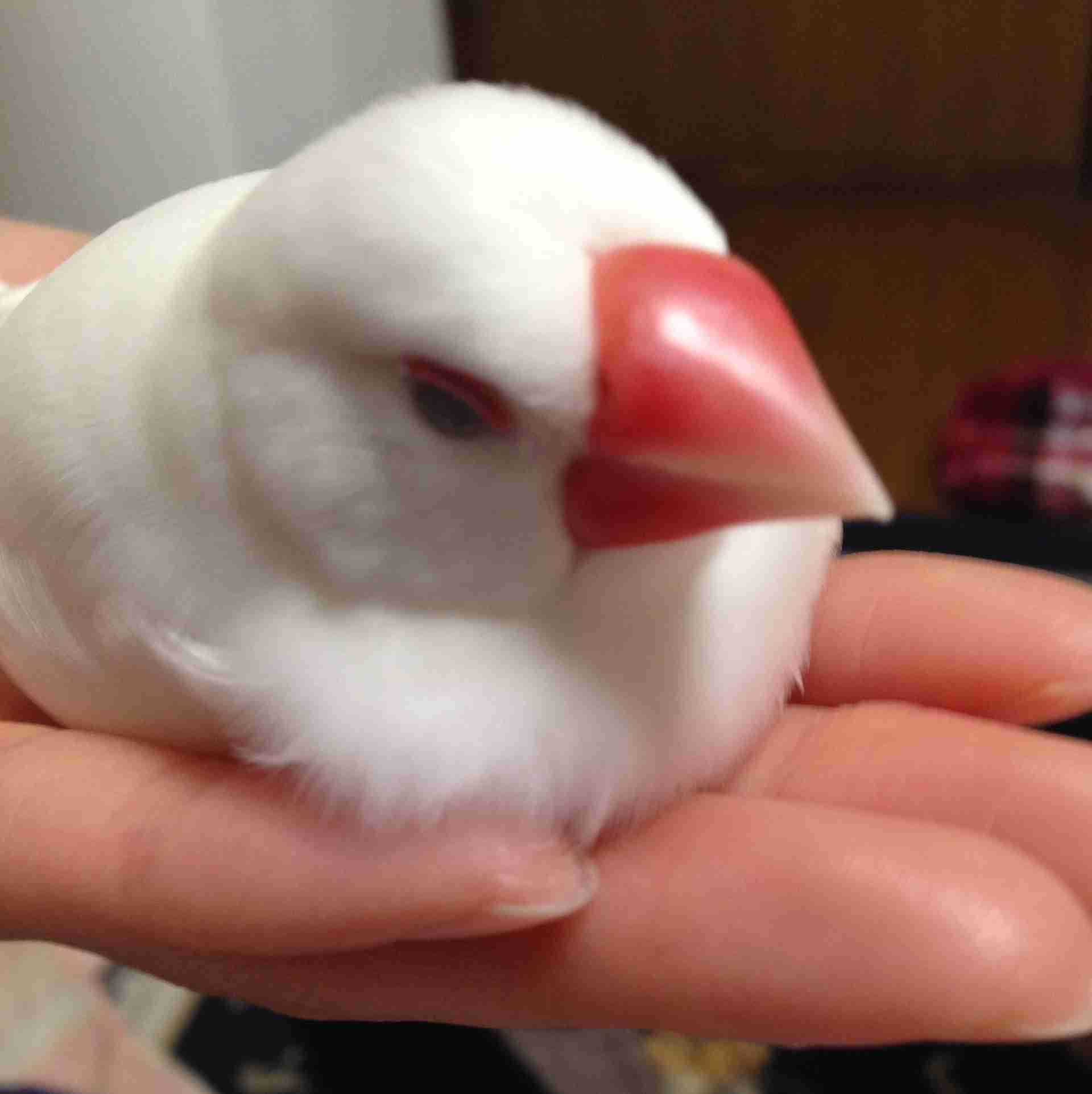 《身バレしない程度に》お宅の愛鳥さん見せてください!
